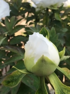 f:id:umryuyanagi104:20190505075316j:plain