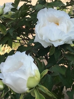 f:id:umryuyanagi104:20190505075319j:plain f:id:umryuyanagi104:20190505075319j:plain