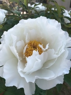 f:id:umryuyanagi104:20190505075349j:plain