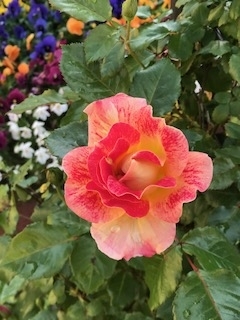 f:id:umryuyanagi104:20190515075151j:plain f:id:umryuyanagi104:20190515075151j:plain