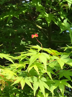 f:id:umryuyanagi104:20190517085120j:plain