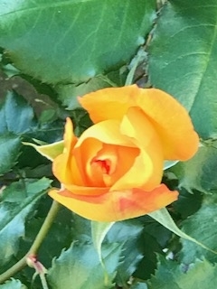 f:id:umryuyanagi104:20190520060104j:plain f:id:umryuyanagi104:20190520060104j:plain