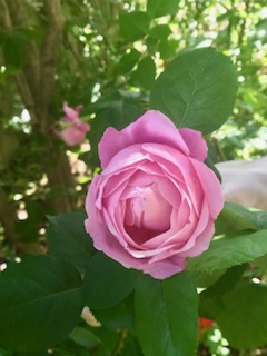 f:id:umryuyanagi104:20190521142045j:plain f:id:umryuyanagi104:20190521142045j:plain
