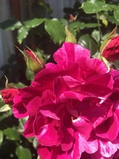 f:id:umryuyanagi104:20190521142107j:plain f:id:umryuyanagi104:20190521142107j:plain