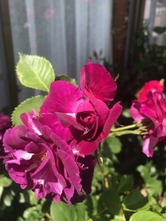 f:id:umryuyanagi104:20190521142156j:plain f:id:umryuyanagi104:20190521142156j:plain