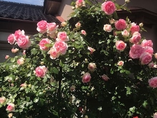 f:id:umryuyanagi104:20190521142322j:plain f:id:umryuyanagi104:20190521142322j:plain