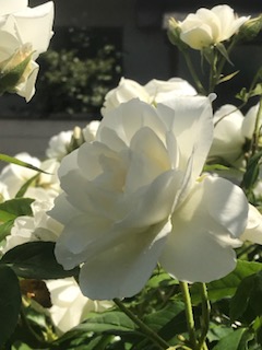 f:id:umryuyanagi104:20190521142336j:plain f:id:umryuyanagi104:20190521142336j:plain