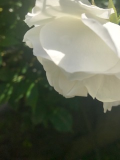 f:id:umryuyanagi104:20190521142346j:plain