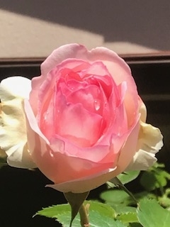 f:id:umryuyanagi104:20190521142451j:plain f:id:umryuyanagi104:20190521142451j:plain