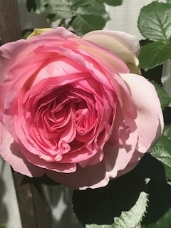 f:id:umryuyanagi104:20190521142503j:plain f:id:umryuyanagi104:20190521142503j:plain