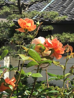 f:id:umryuyanagi104:20190521142528j:plain f:id:umryuyanagi104:20190521142528j:plain