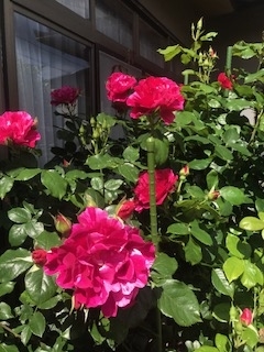 f:id:umryuyanagi104:20190521142547j:plain f:id:umryuyanagi104:20190521142547j:plain