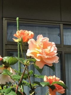 f:id:umryuyanagi104:20190521142637j:plain f:id:umryuyanagi104:20190521142637j:plain