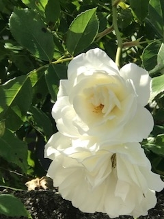 f:id:umryuyanagi104:20190521142647j:plain f:id:umryuyanagi104:20190521142647j:plain