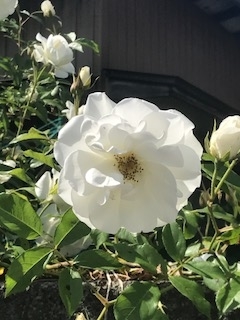 f:id:umryuyanagi104:20190521142654j:plain f:id:umryuyanagi104:20190521142654j:plain
