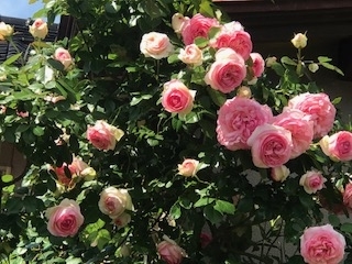 f:id:umryuyanagi104:20190521142712j:plain f:id:umryuyanagi104:20190521142712j:plain