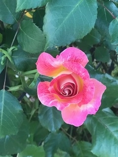 f:id:umryuyanagi104:20190522062818j:plain f:id:umryuyanagi104:20190522062818j:plain
