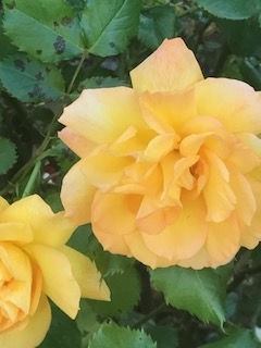 f:id:umryuyanagi104:20190522062826j:plain f:id:umryuyanagi104:20190522062826j:plain
