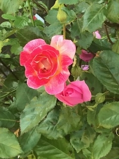 f:id:umryuyanagi104:20190522062833j:plain f:id:umryuyanagi104:20190522062833j:plain