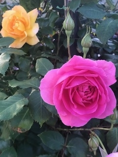 f:id:umryuyanagi104:20190522062841j:plain f:id:umryuyanagi104:20190522062841j:plain