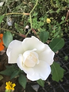 f:id:umryuyanagi104:20190522063012j:plain f:id:umryuyanagi104:20190522063012j:plain
