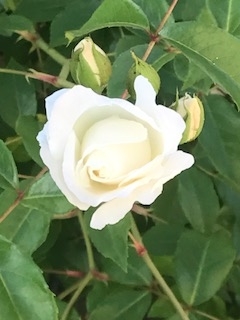 f:id:umryuyanagi104:20190522063032j:plain f:id:umryuyanagi104:20190522063032j:plain