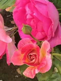 f:id:umryuyanagi104:20190522063056j:plain f:id:umryuyanagi104:20190522063056j:plain