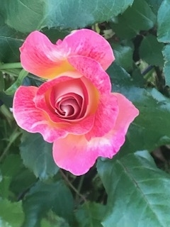 f:id:umryuyanagi104:20190522063103j:plain f:id:umryuyanagi104:20190522063103j:plain