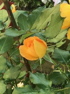 f:id:umryuyanagi104:20190522063244j:plain f:id:umryuyanagi104:20190522063244j:plain