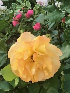 f:id:umryuyanagi104:20190522063258j:plain f:id:umryuyanagi104:20190522063258j:plain