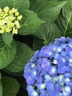 f:id:umryuyanagi104:20190605060016j:plain f:id:umryuyanagi104:20190605060016j:plain