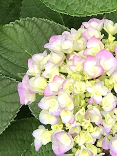 f:id:umryuyanagi104:20190605060026j:plain f:id:umryuyanagi104:20190605060026j:plain