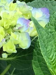 f:id:umryuyanagi104:20190605060047j:plain f:id:umryuyanagi104:20190605060047j:plain