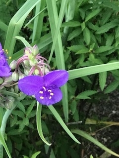 f:id:umryuyanagi104:20190605061526j:plain f:id:umryuyanagi104:20190605061526j:plain