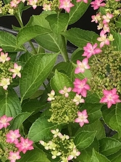 f:id:umryuyanagi104:20190606074045j:plain f:id:umryuyanagi104:20190606074045j:plain