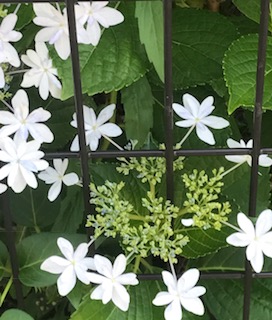 f:id:umryuyanagi104:20190618082134j:plain f:id:umryuyanagi104:20190618082134j:plain