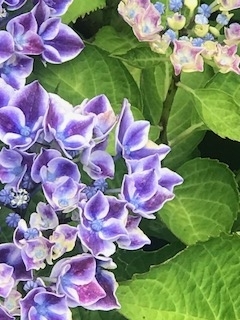 f:id:umryuyanagi104:20190619075542j:plain f:id:umryuyanagi104:20190619075542j:plain