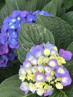 f:id:umryuyanagi104:20190619182234j:plain f:id:umryuyanagi104:20190619182234j:plain