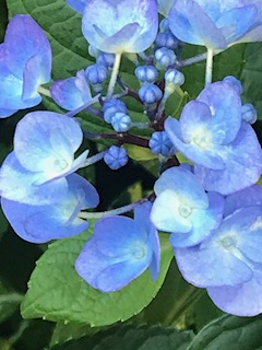 f:id:umryuyanagi104:20190619182244j:plain f:id:umryuyanagi104:20190619182244j:plain