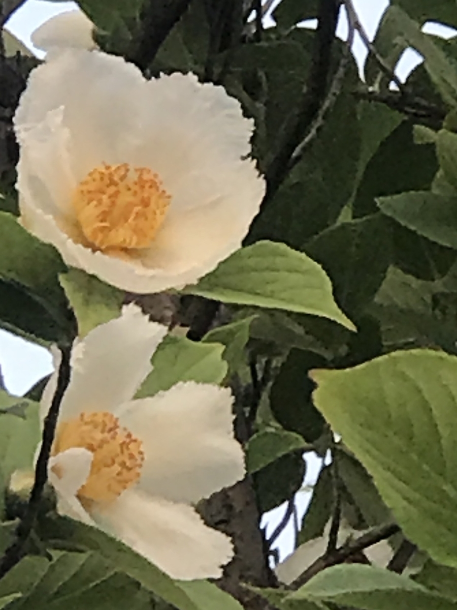 f:id:umryuyanagi104:20190619183712j:plain f:id:umryuyanagi104:20190619183712j:plain