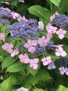 f:id:umryuyanagi104:20190623180705j:plain f:id:umryuyanagi104:20190623180705j:plain