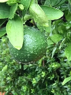 f:id:umryuyanagi104:20190829081332j:plain f:id:umryuyanagi104:20190829081332j:plain