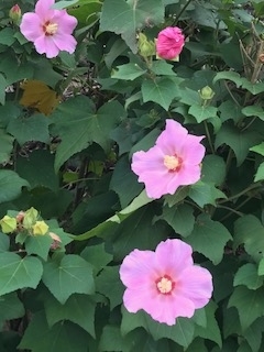 f:id:umryuyanagi104:20190930072318j:plain