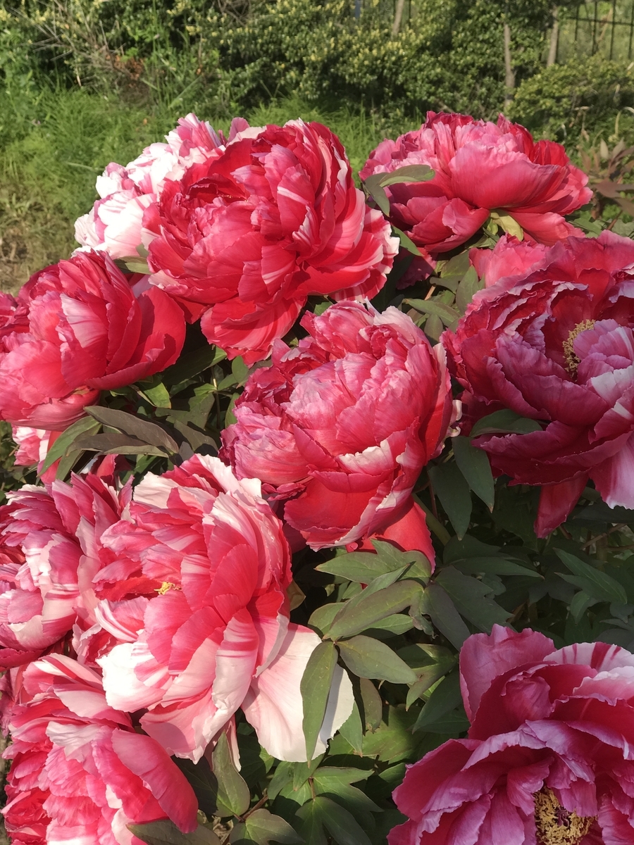 f:id:umryuyanagi104:20200430072430j:plain f:id:umryuyanagi104:20200430072430j:plain