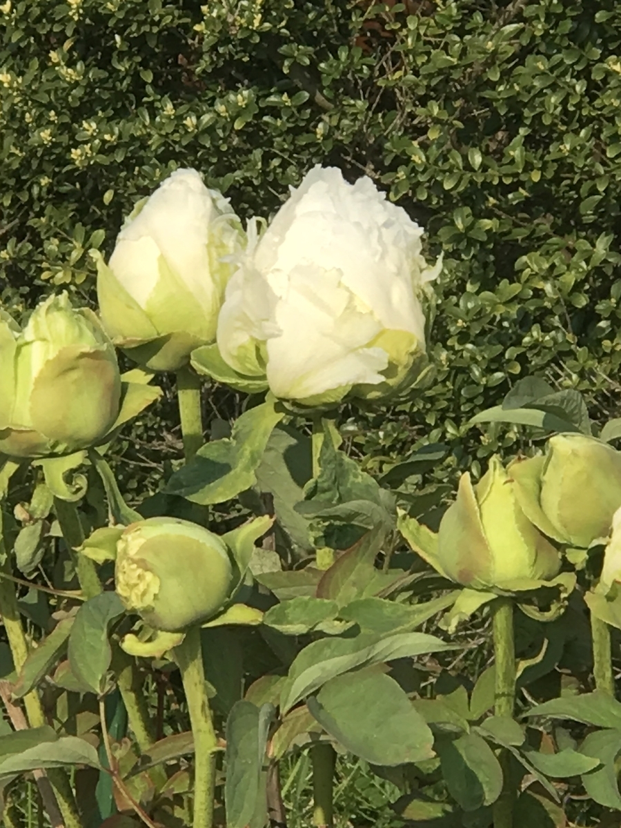 f:id:umryuyanagi104:20200430072459j:plain f:id:umryuyanagi104:20200430072459j:plain