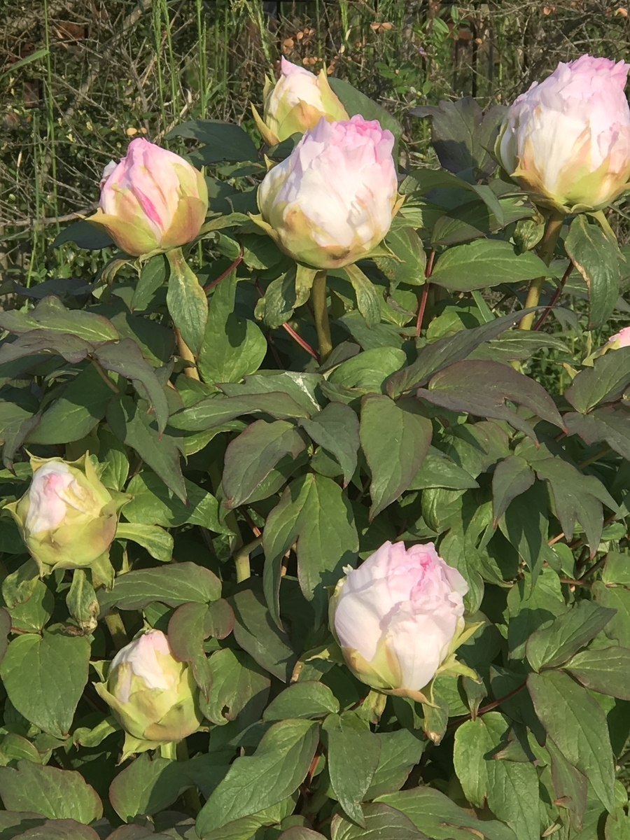 f:id:umryuyanagi104:20200430072544j:plain f:id:umryuyanagi104:20200430072544j:plain