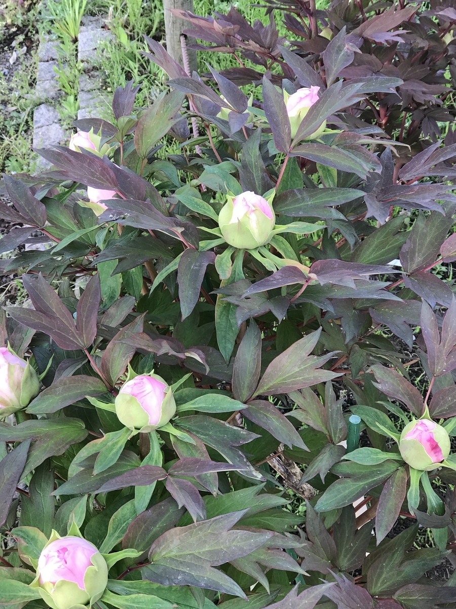 f:id:umryuyanagi104:20200430072607j:plain f:id:umryuyanagi104:20200430072607j:plain