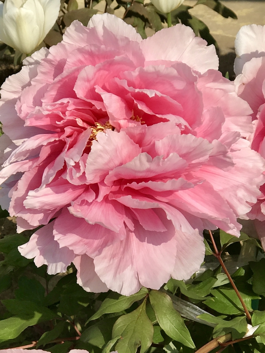 f:id:umryuyanagi104:20200430073113j:plain f:id:umryuyanagi104:20200430073113j:plain