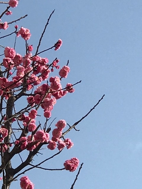 f:id:umryuyanagi104:20210317151729j:plain