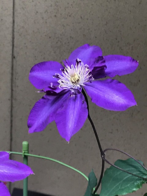 f:id:umryuyanagi104:20210524122503j:plain